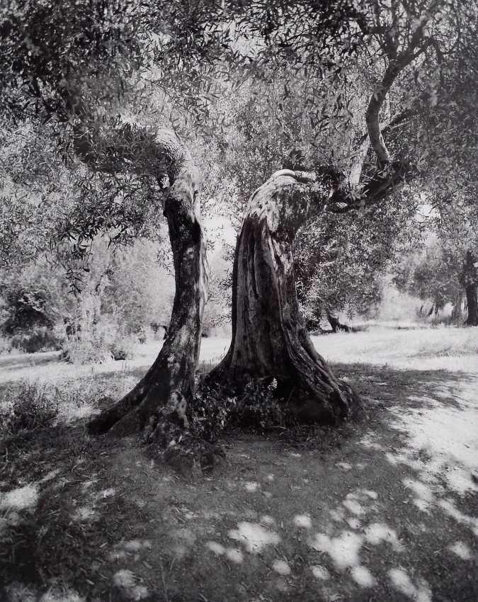 Olive tree