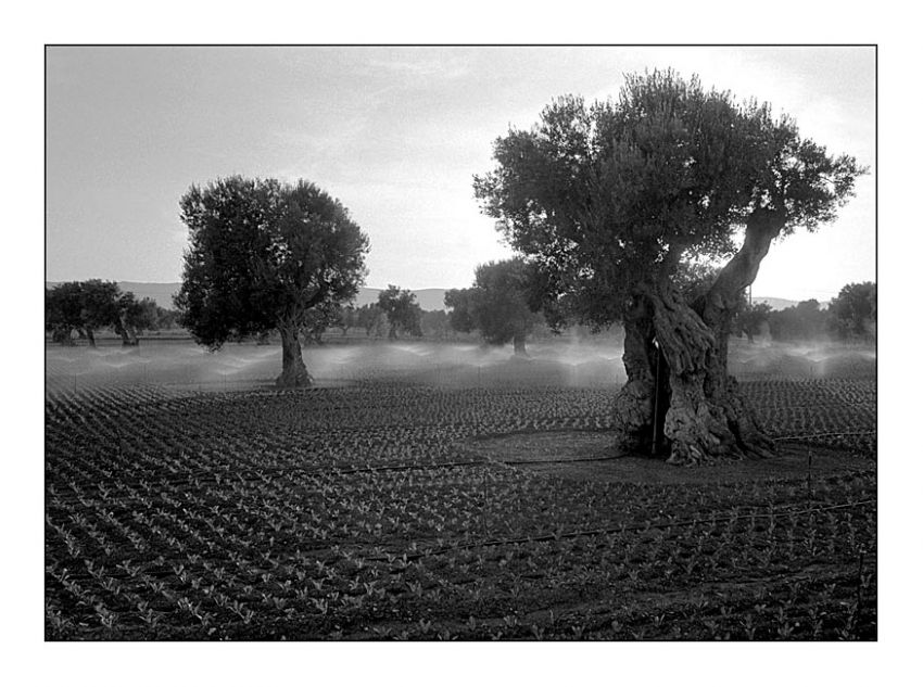 Olive trees