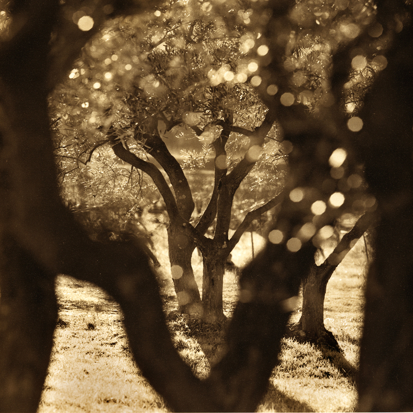 Olive trees
