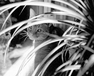 Oliver in IR