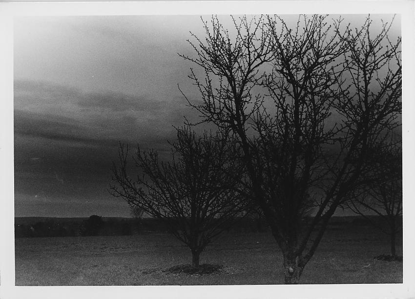 Ominous Orchard