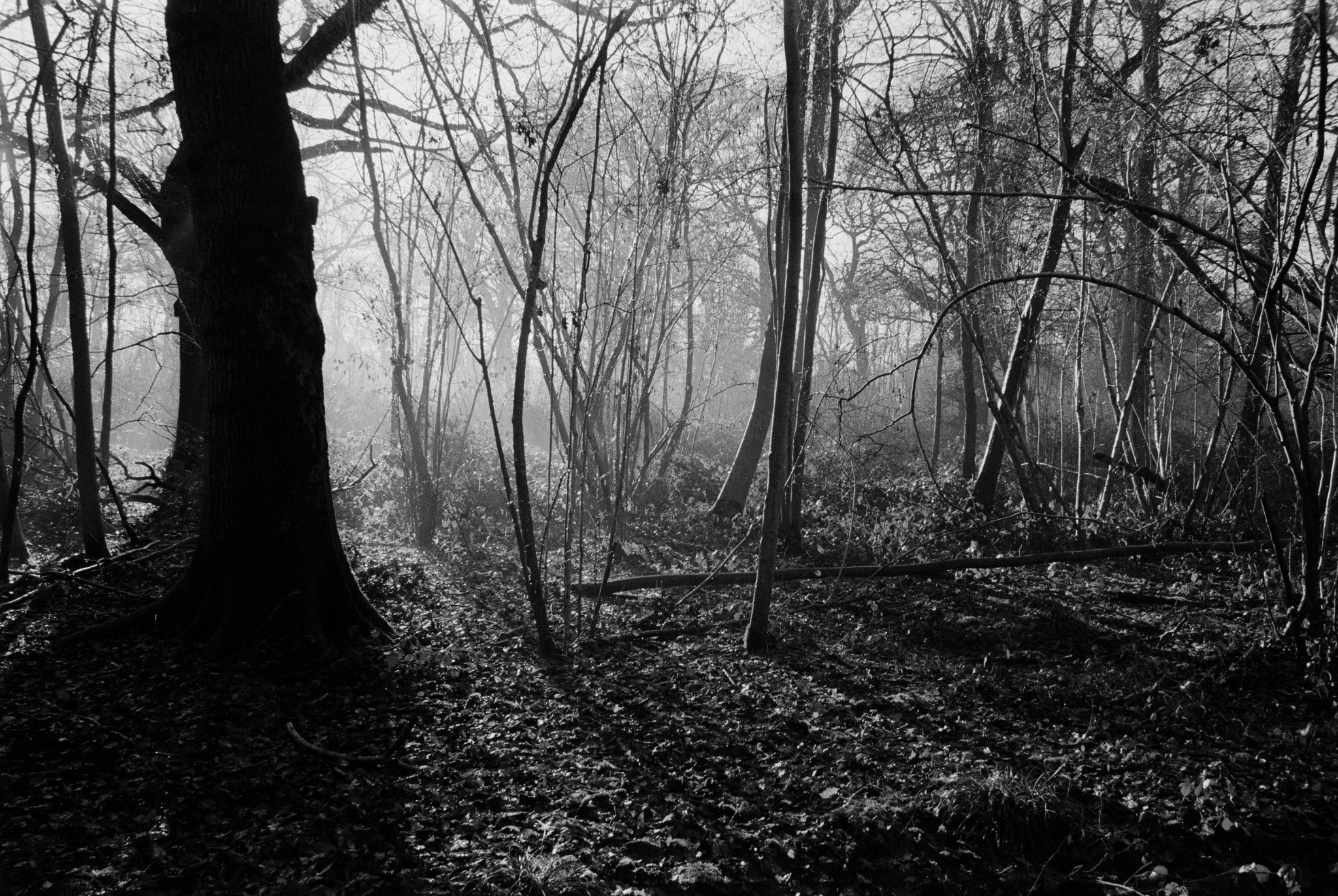 On a December morning
