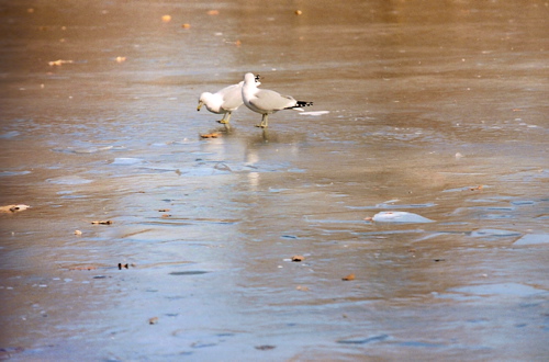 On Frozen Pond...