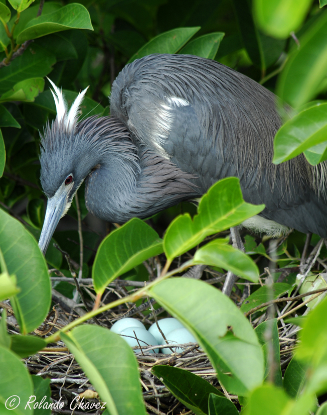 On The Nest
