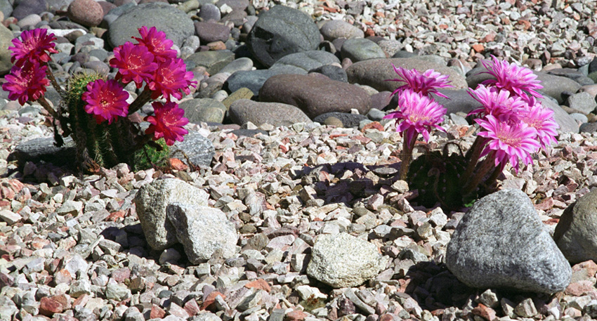 One-Day-Wonder-Cacti-IV