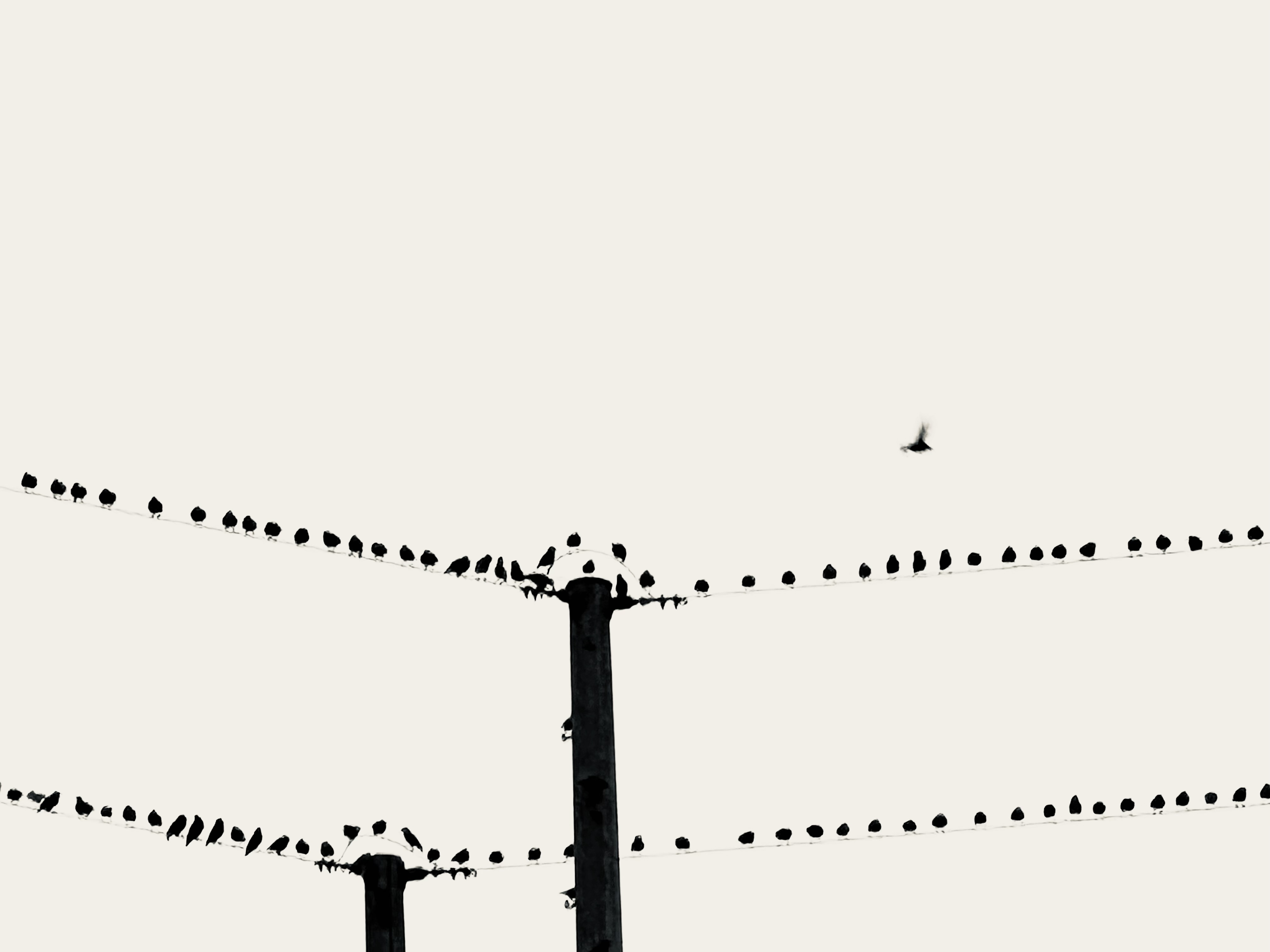 One Flew Over