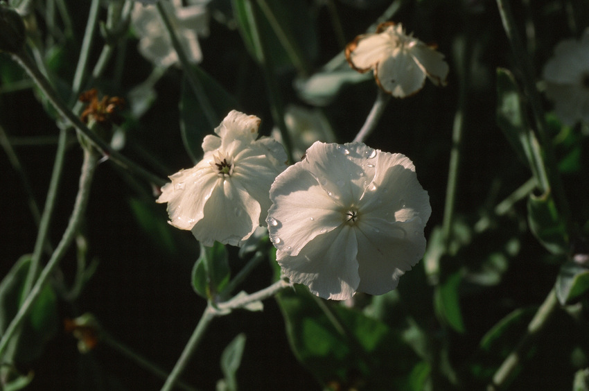 One from my last original Velvia 50 film