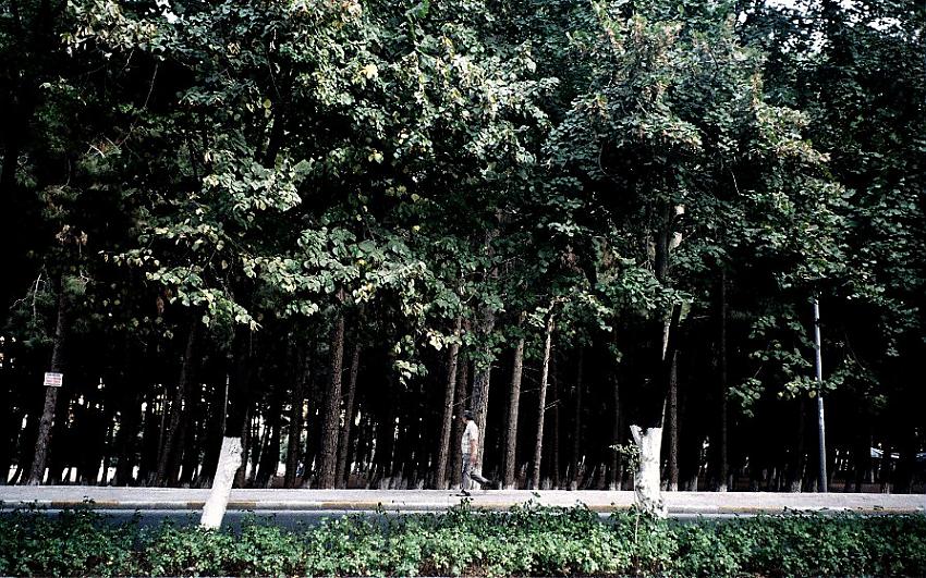 One Man made Forest
