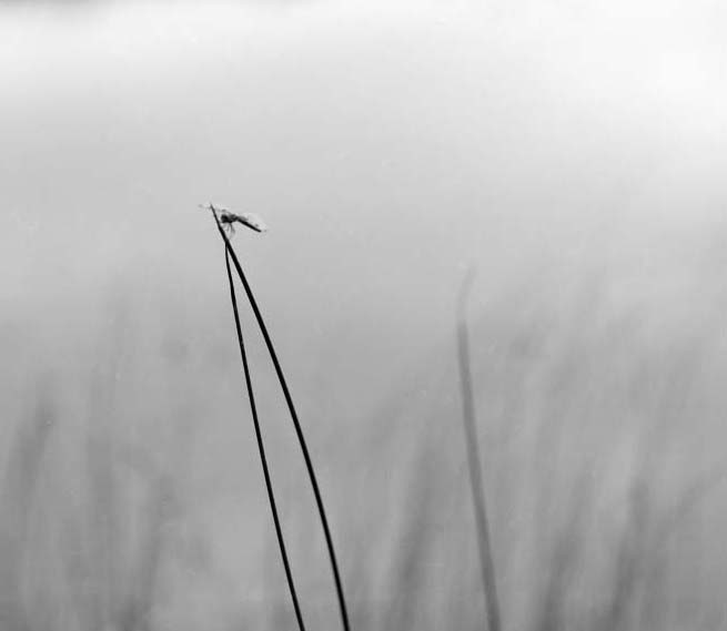 Oneal Lake Dragonfly (Photostock)