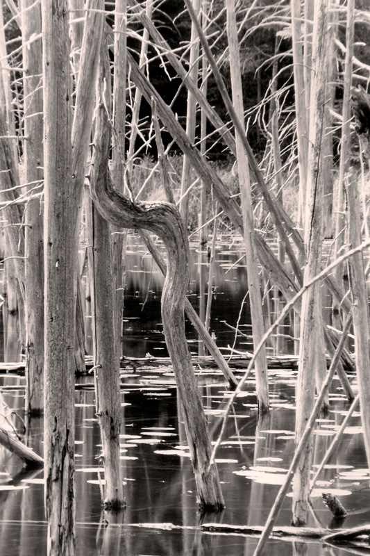 O'Neal Lake, June 2008