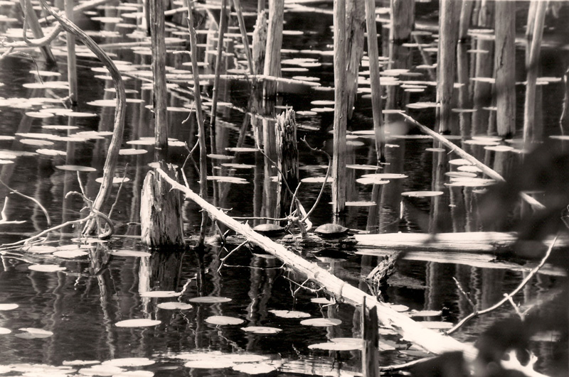 O'Neal Lake, June 2008