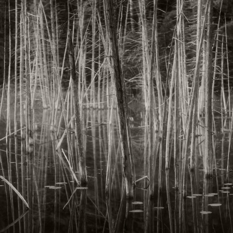 O'Neal Lake (Photostock 2009)