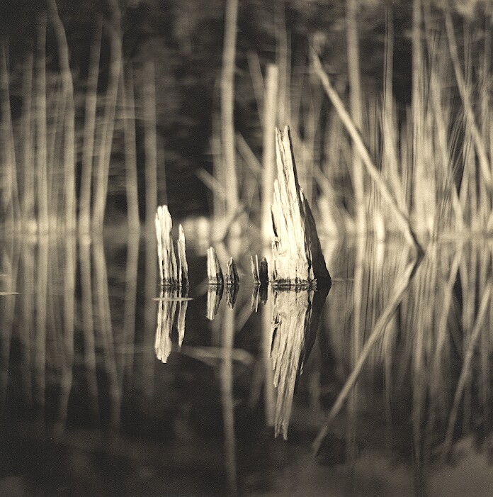 O'Neal Stumps (Print - Photostock 2009)