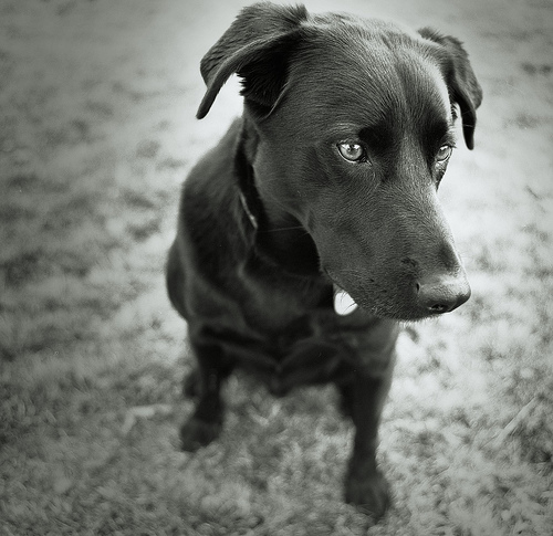 Onyx