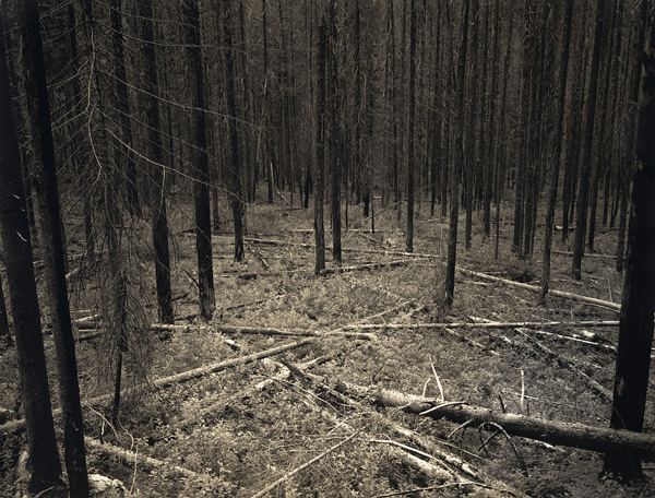 Open Woods, near Holden Village