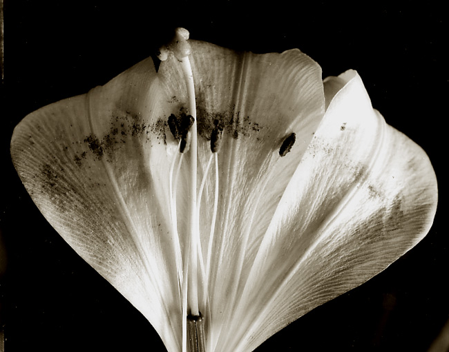 Opened Lilium Formosanum