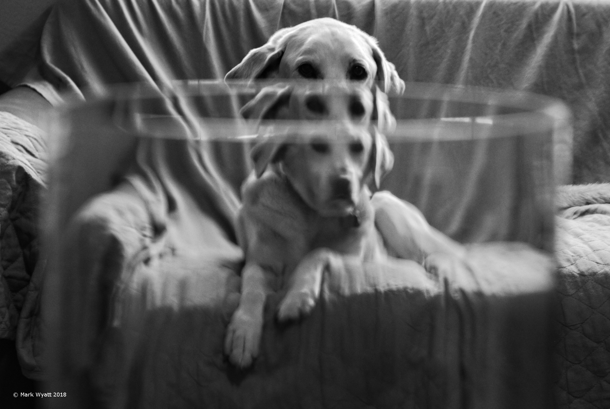 Opti-dog