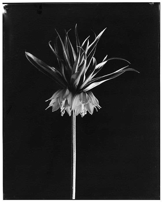 orange crown imperial 2