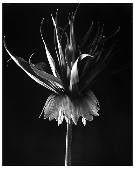 orange crown imperial