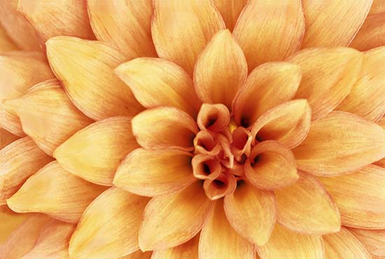 Orange Flower