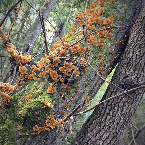 orange fungus.jpg
