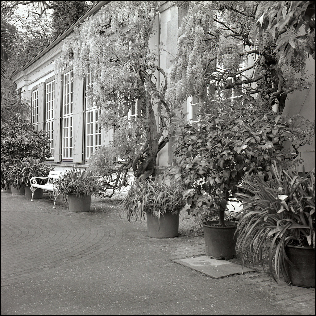 Orangerie