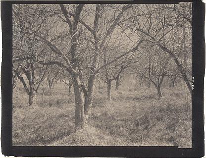 ORCHARD