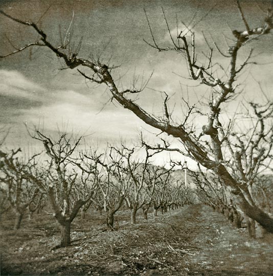 orchard