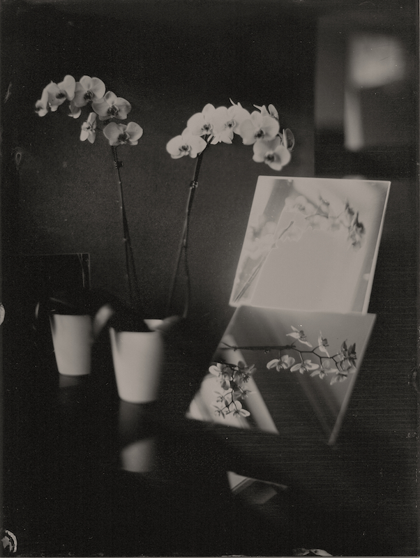 Orchid And Mirros II