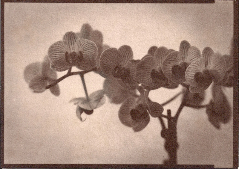 Orchid - Caffenol Print