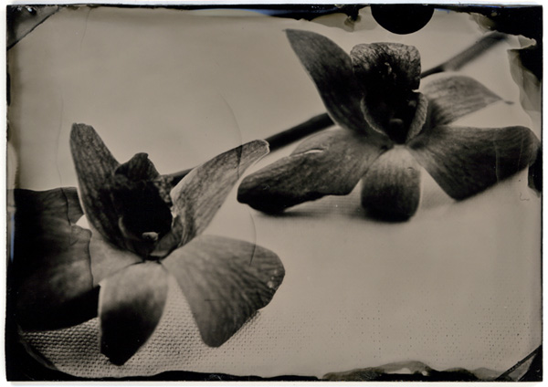 Orchid detail