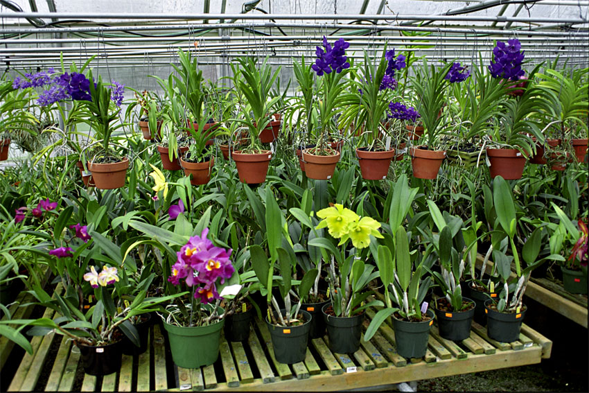 Orchid Display