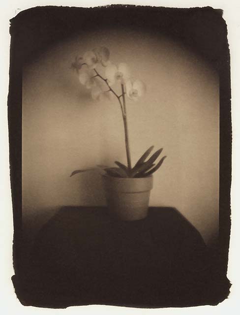 Orchid in Pot