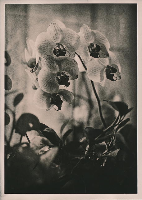 Orchid & Jade Plant - Lith