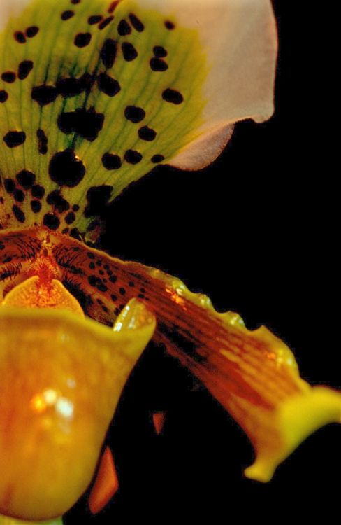 Orchid Portrait