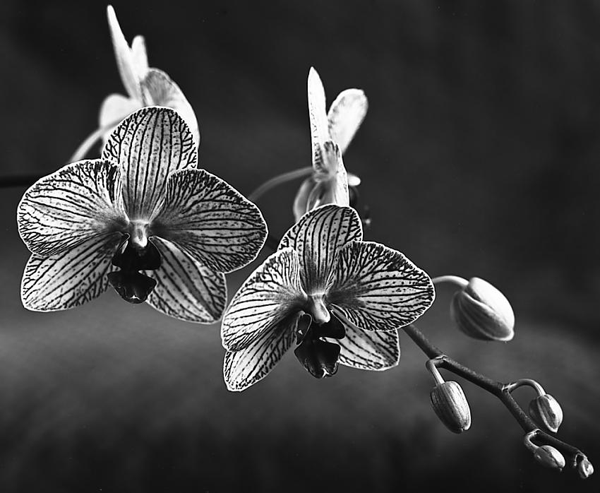 Orchid