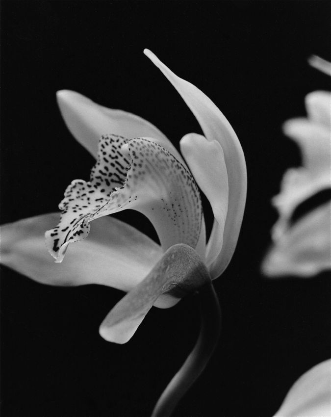 Orchid