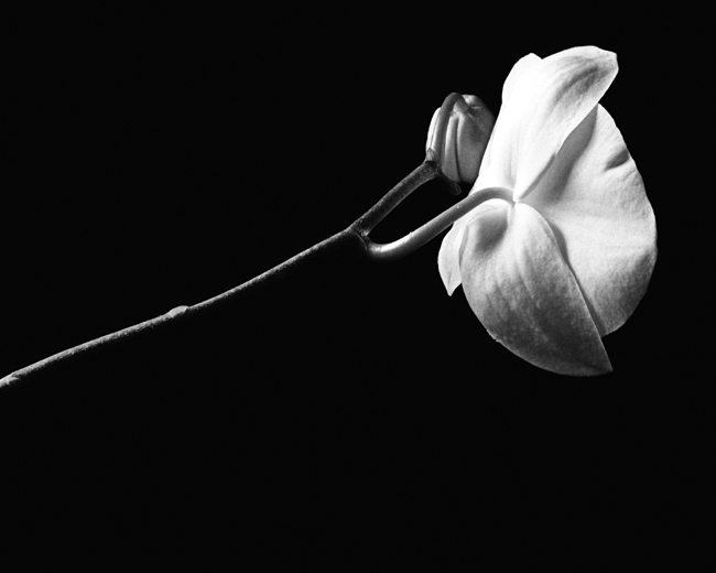 Orchid