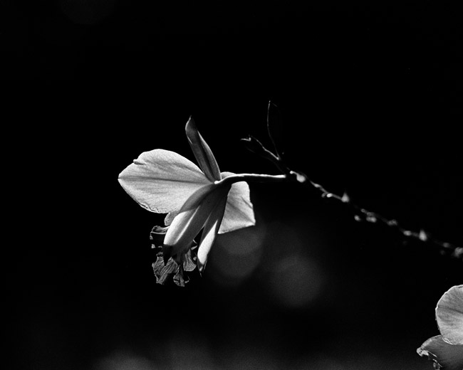 Orchid
