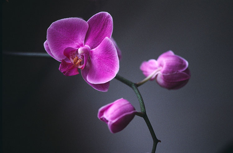 Orchid