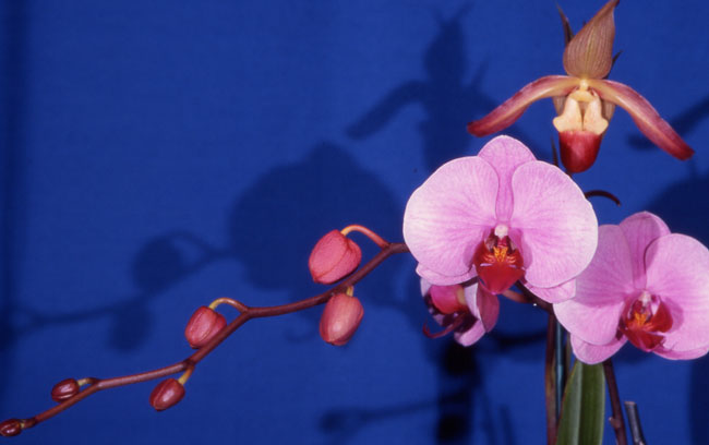 Orchids #3