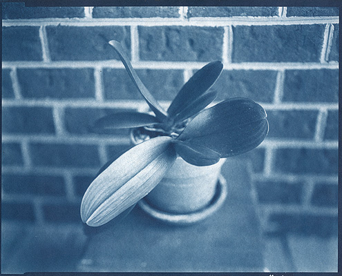 Orchids On My Balcony