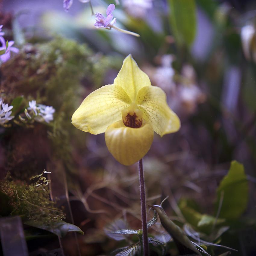 Orchids, Smithsonian - Yellow Paph