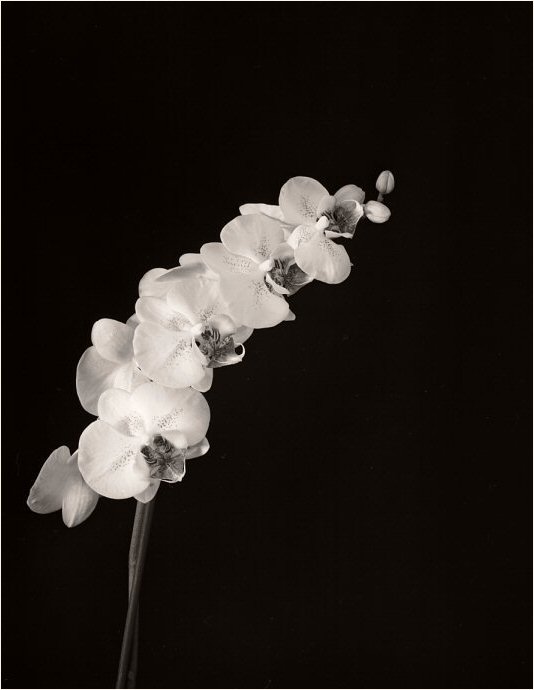 Orchids
