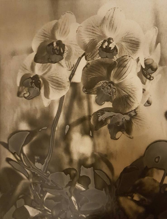 Orchids