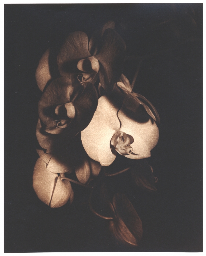 Orchids