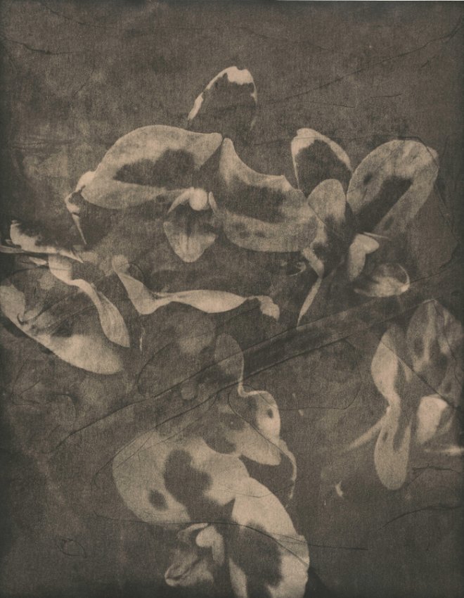 Orchids