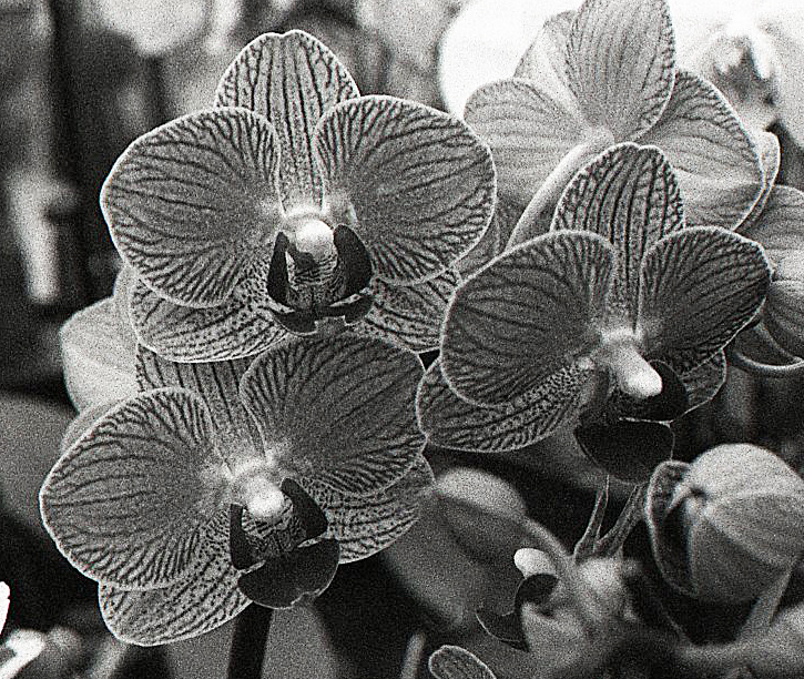 Orchids
