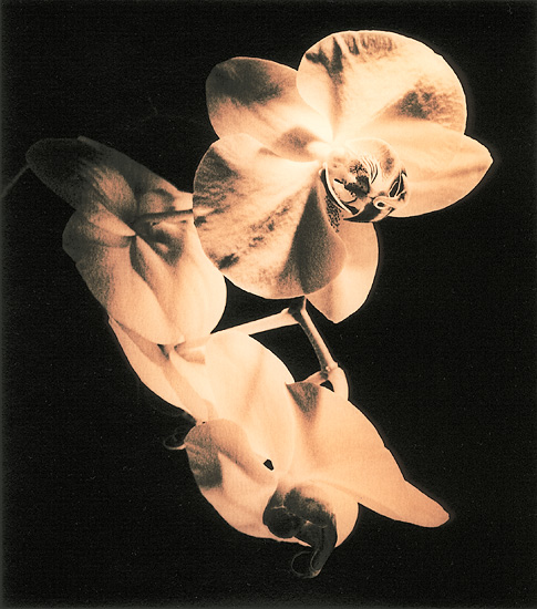 Orchitone