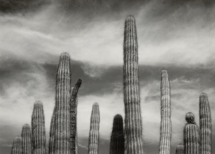 Organ Pipe, Arizona